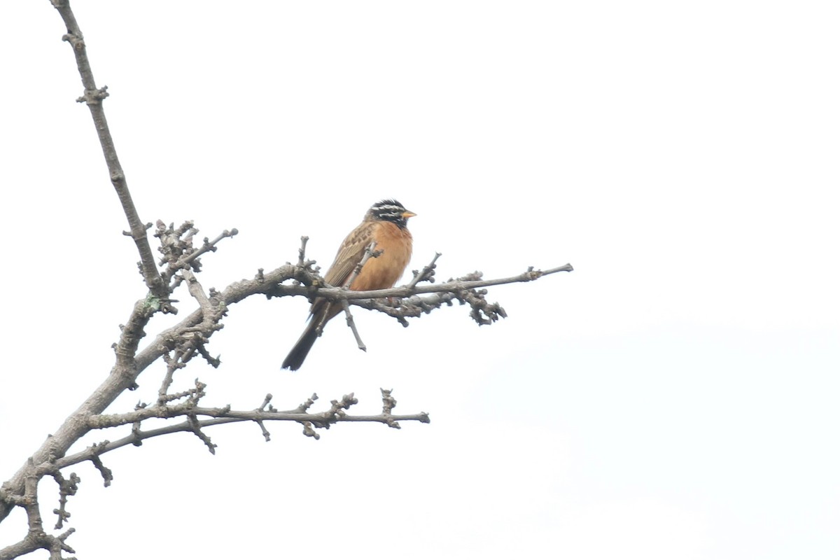 Cinnamon-breasted Bunting - ML615684365