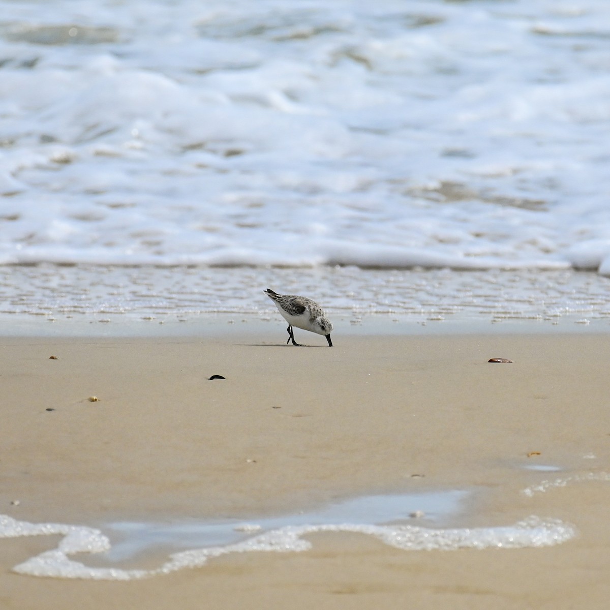 Bécasseau sanderling - ML615684418