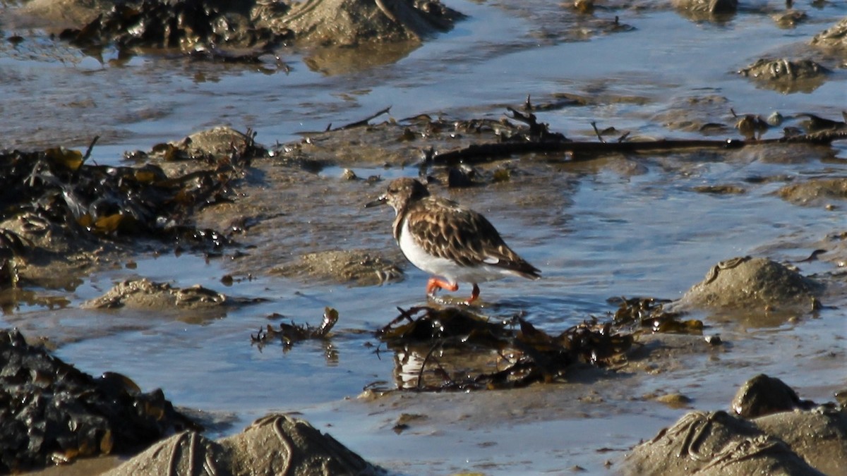 Ruddy Turnstone - Anonymous