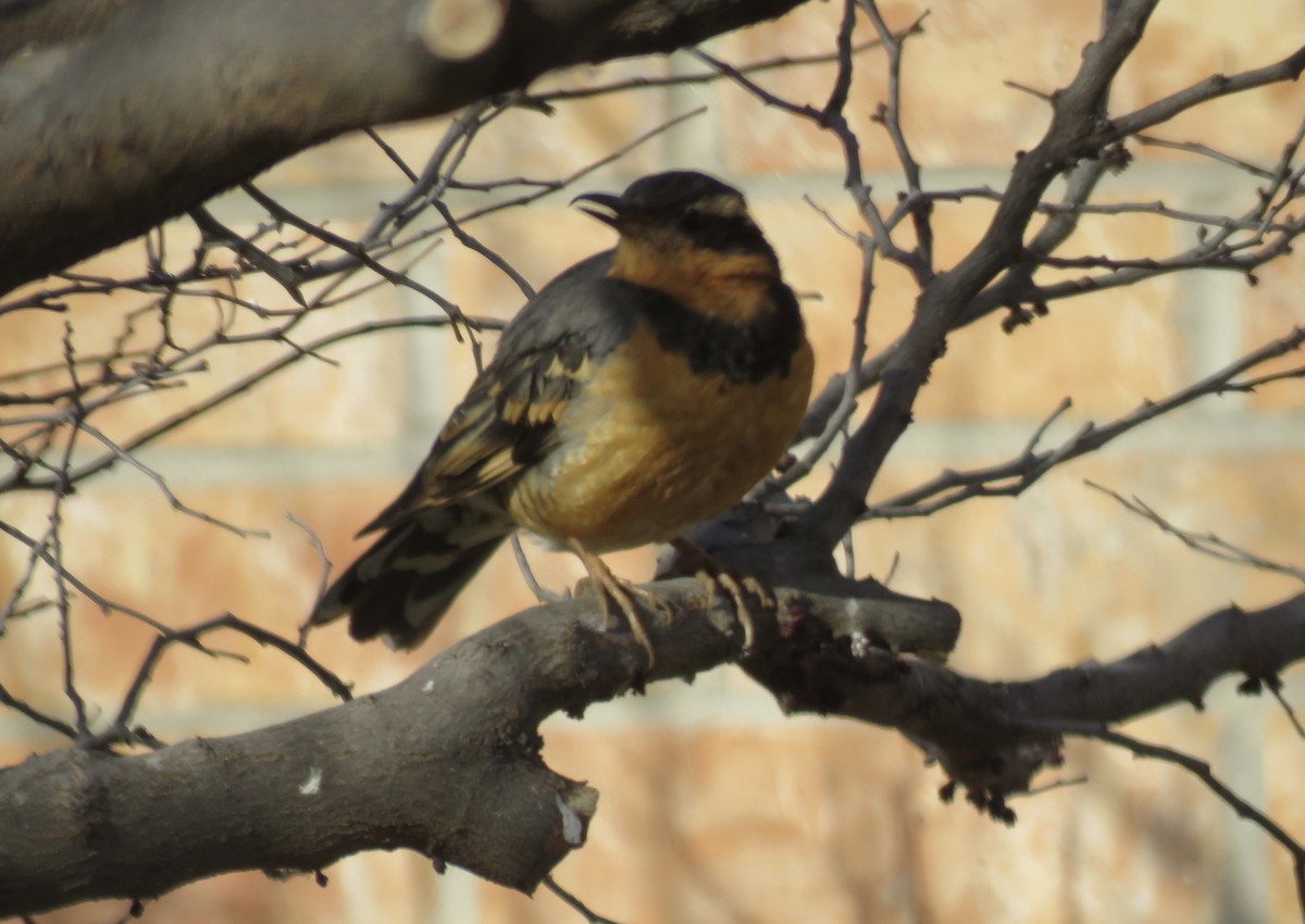 Varied Thrush - Jim Crites