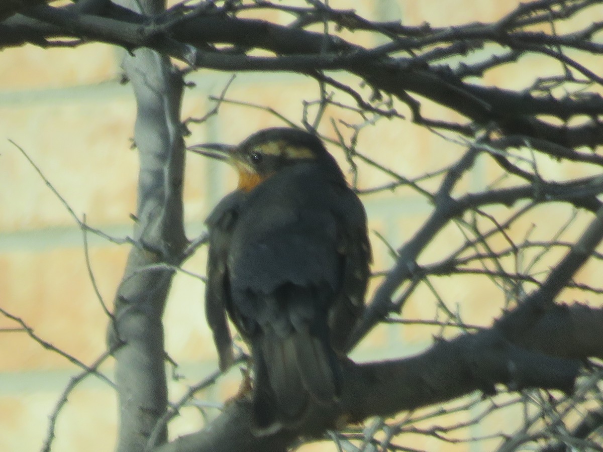 Varied Thrush - ML615684449