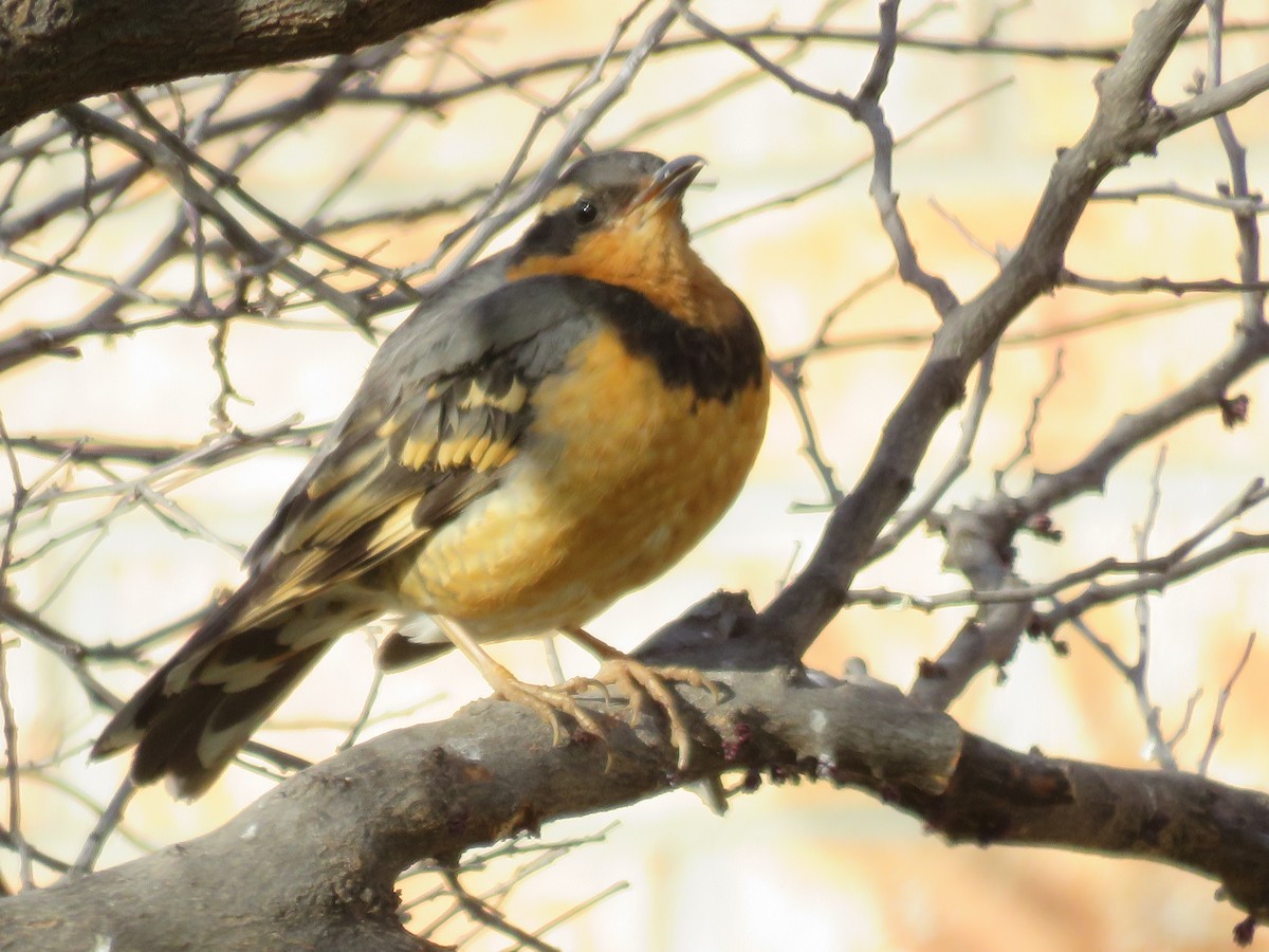 Varied Thrush - ML615684450