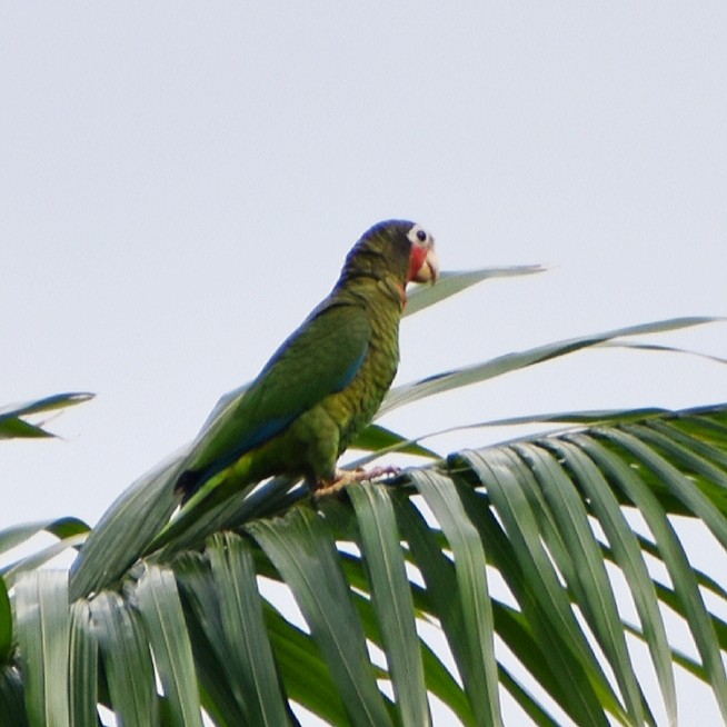 Cuban Parrot - ML615684470
