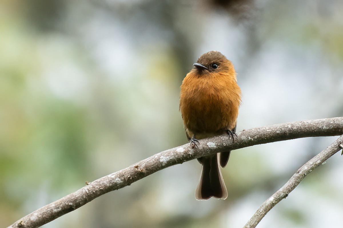 Cinnamon Flycatcher - Eric Ripma