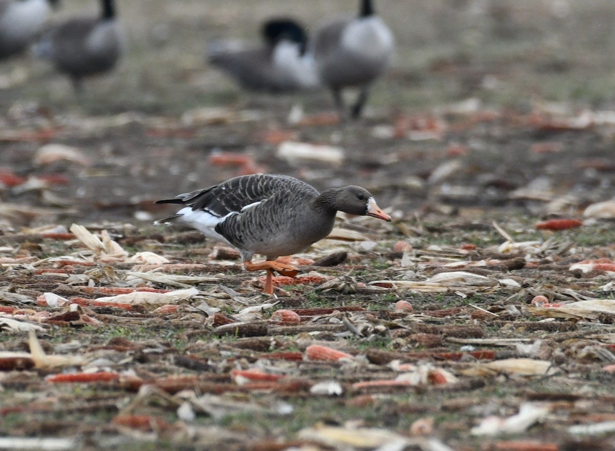 Greater White-fronted Goose - ML615684537