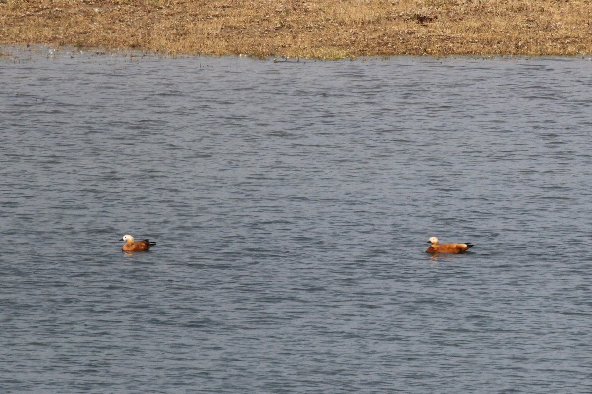 Ruddy Shelduck - ML615684564