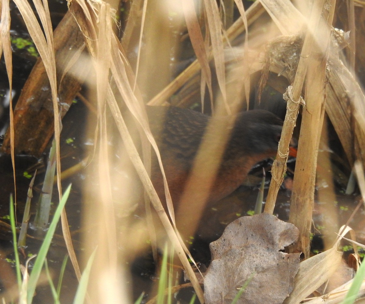 Virginia Rail - Logan Harlan