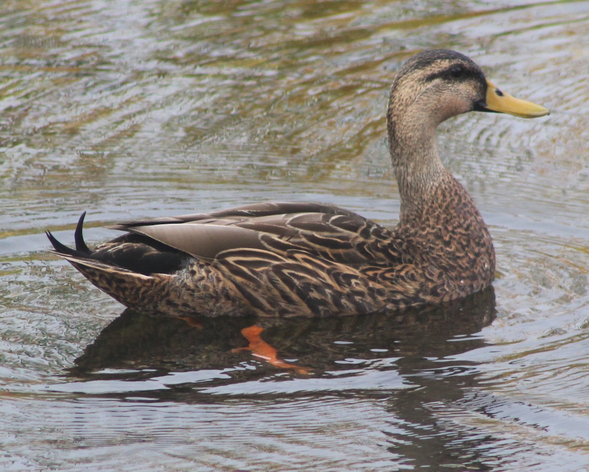 Mallard x Mottled Duck (hybrid) - ML615684682