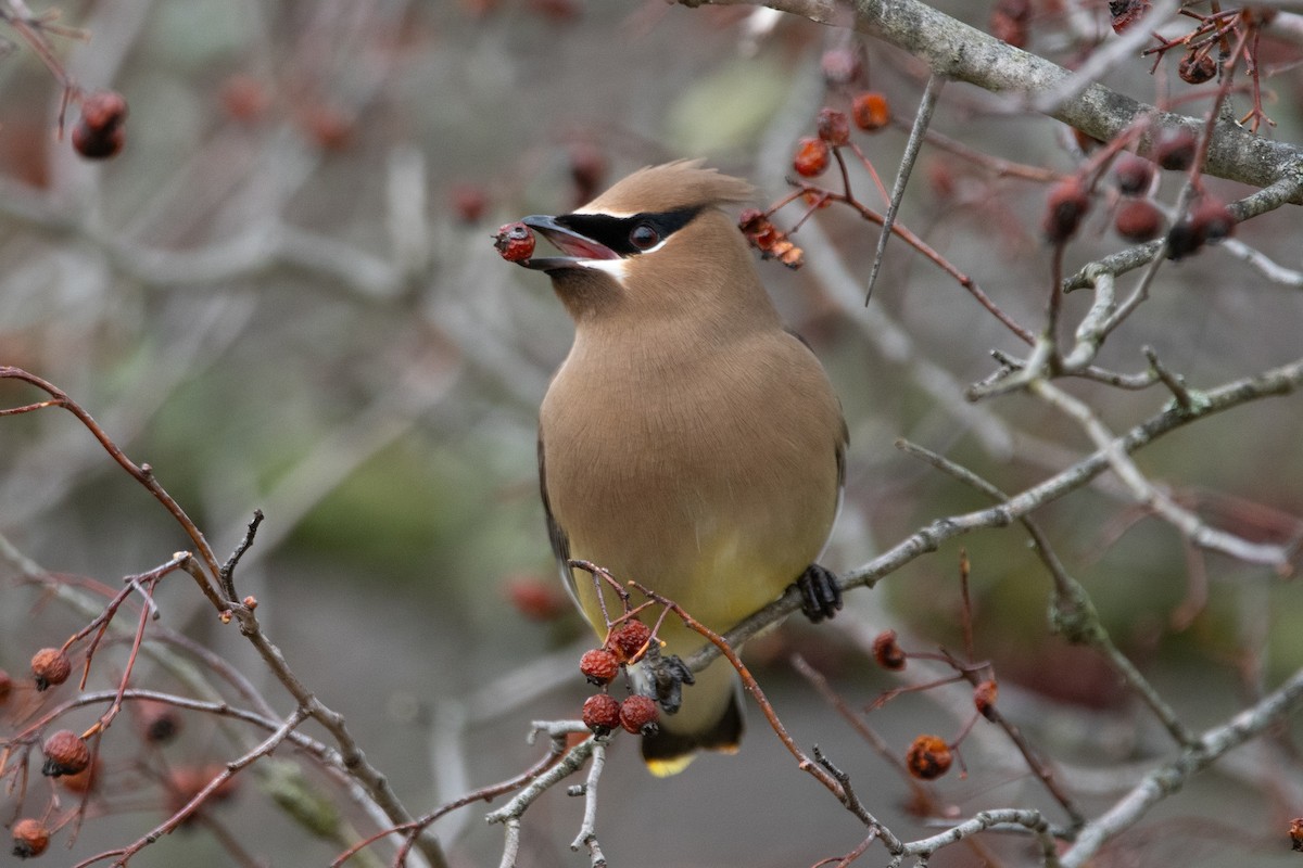 Cedar Waxwing - ML615684750