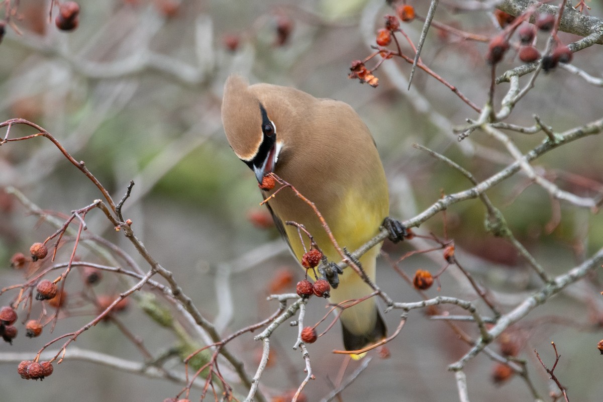 Cedar Waxwing - ML615684753