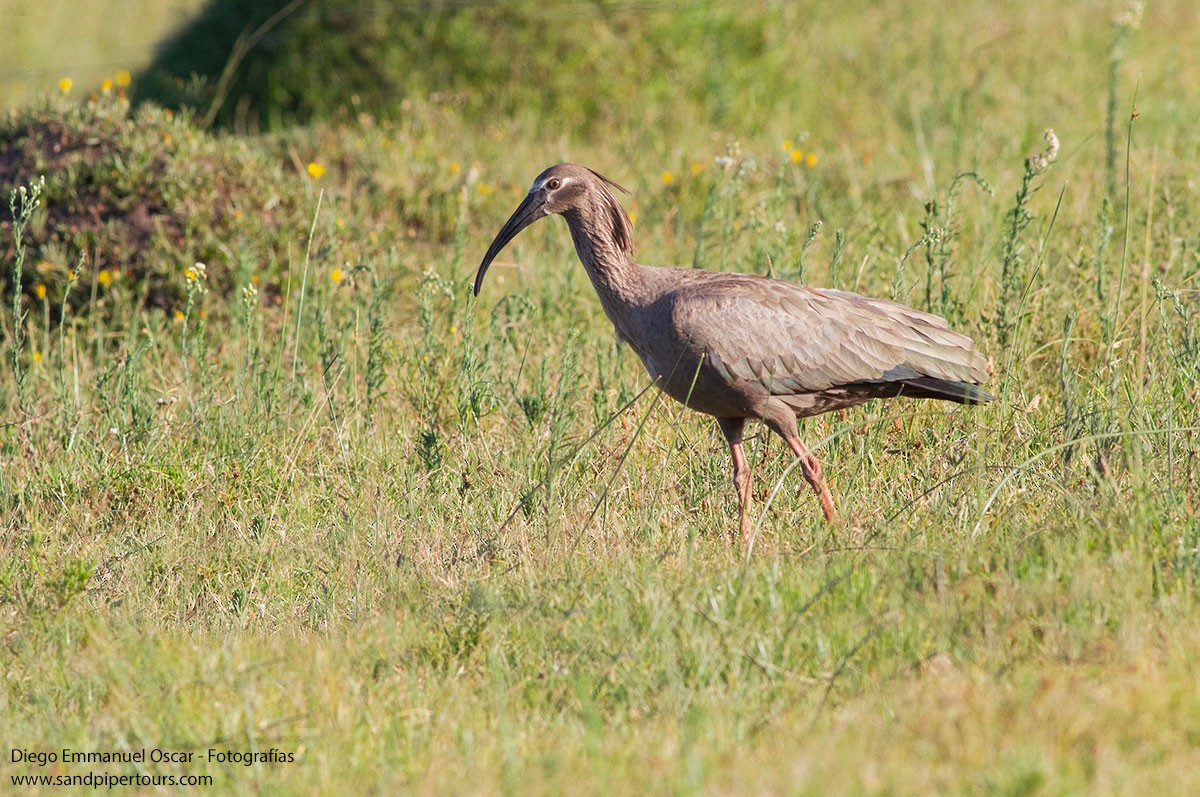 ibis běločelý - ML615684936