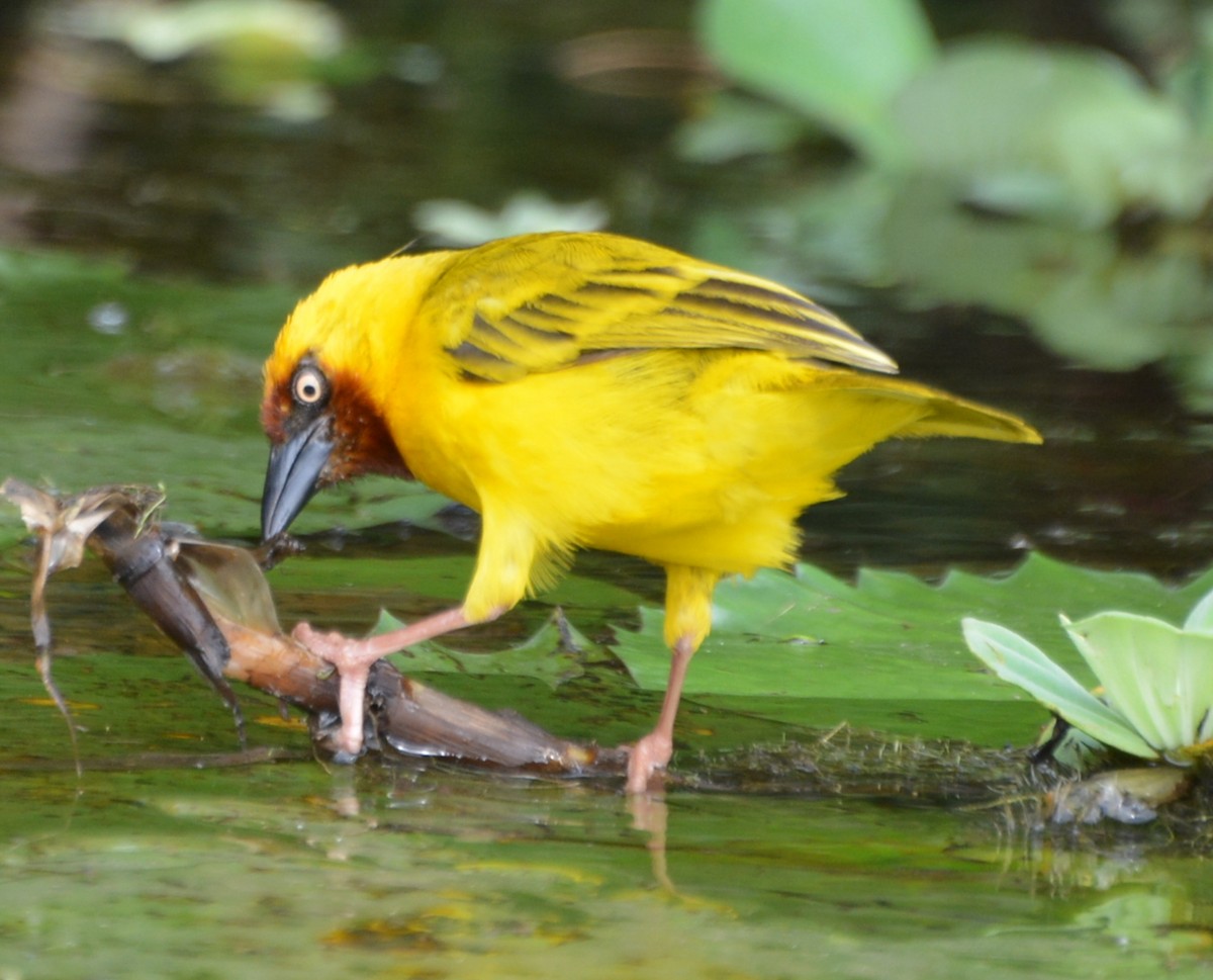 Northern Brown-throated Weaver - ML615684960