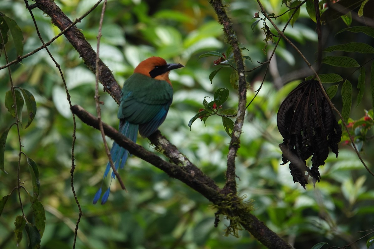 Rufous Motmot - ML615684993