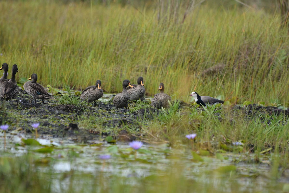 Yellow-billed Duck - ML615684996