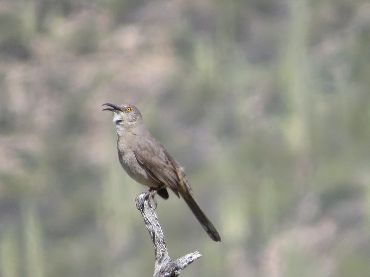 Curve-billed Thrasher - ML615685023