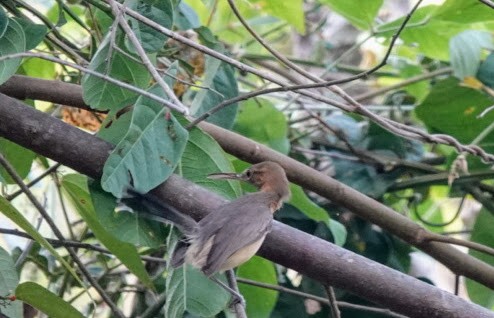 Long-billed Gnatwren - Nicole Flohr