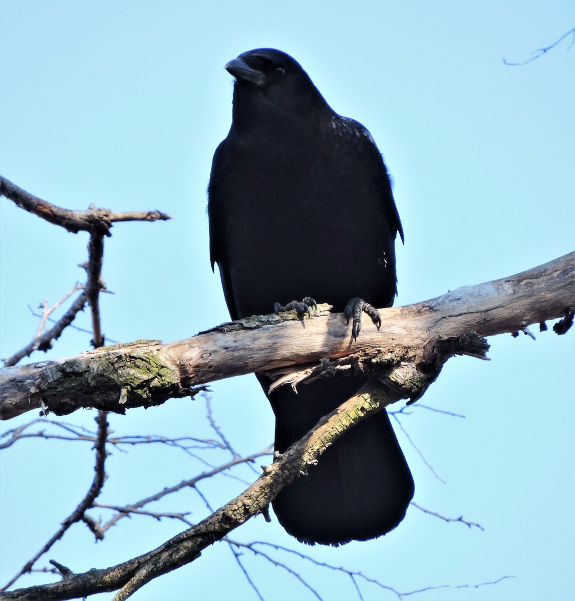 American Crow - ML615685109