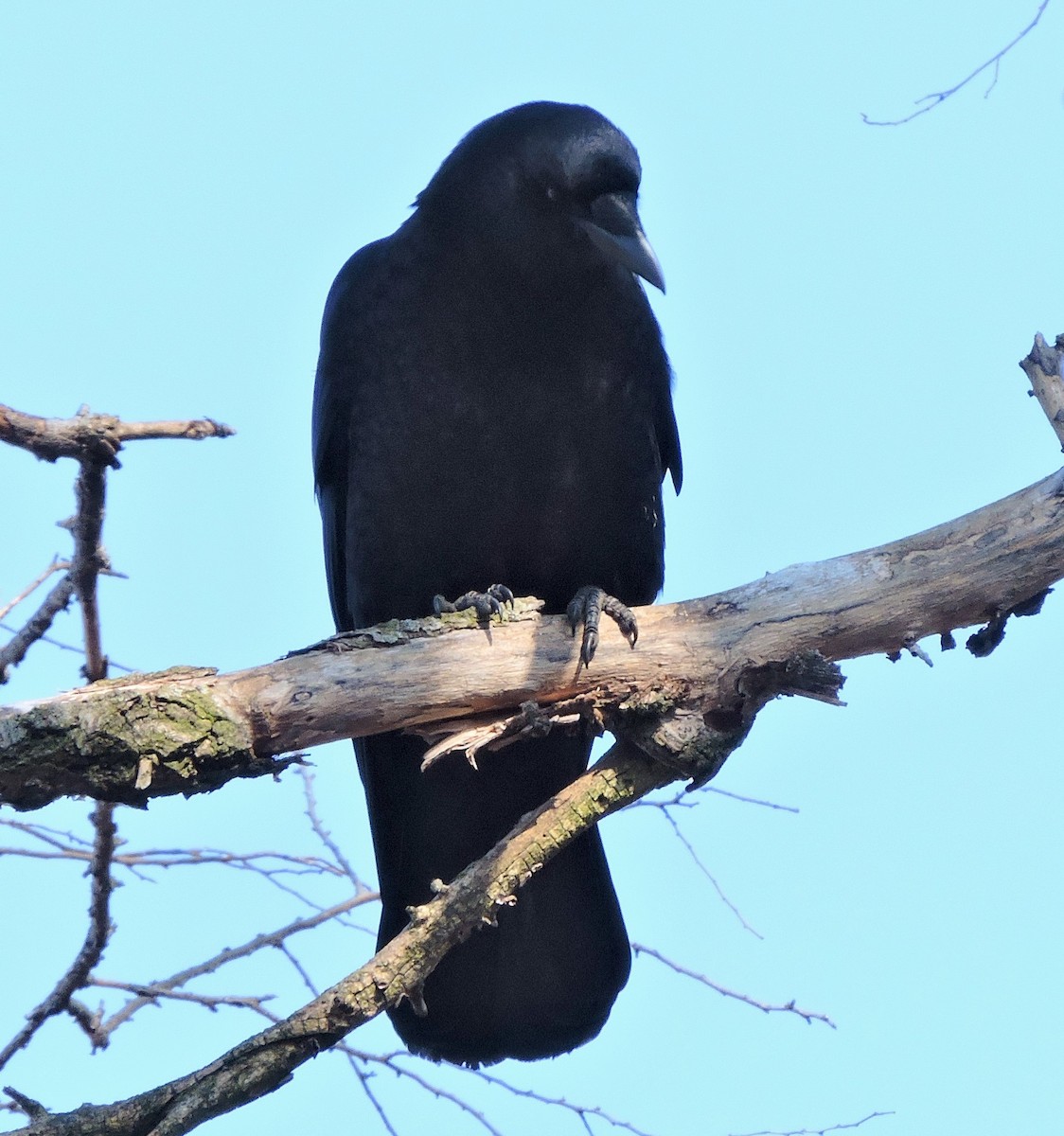 American Crow - ML615685114