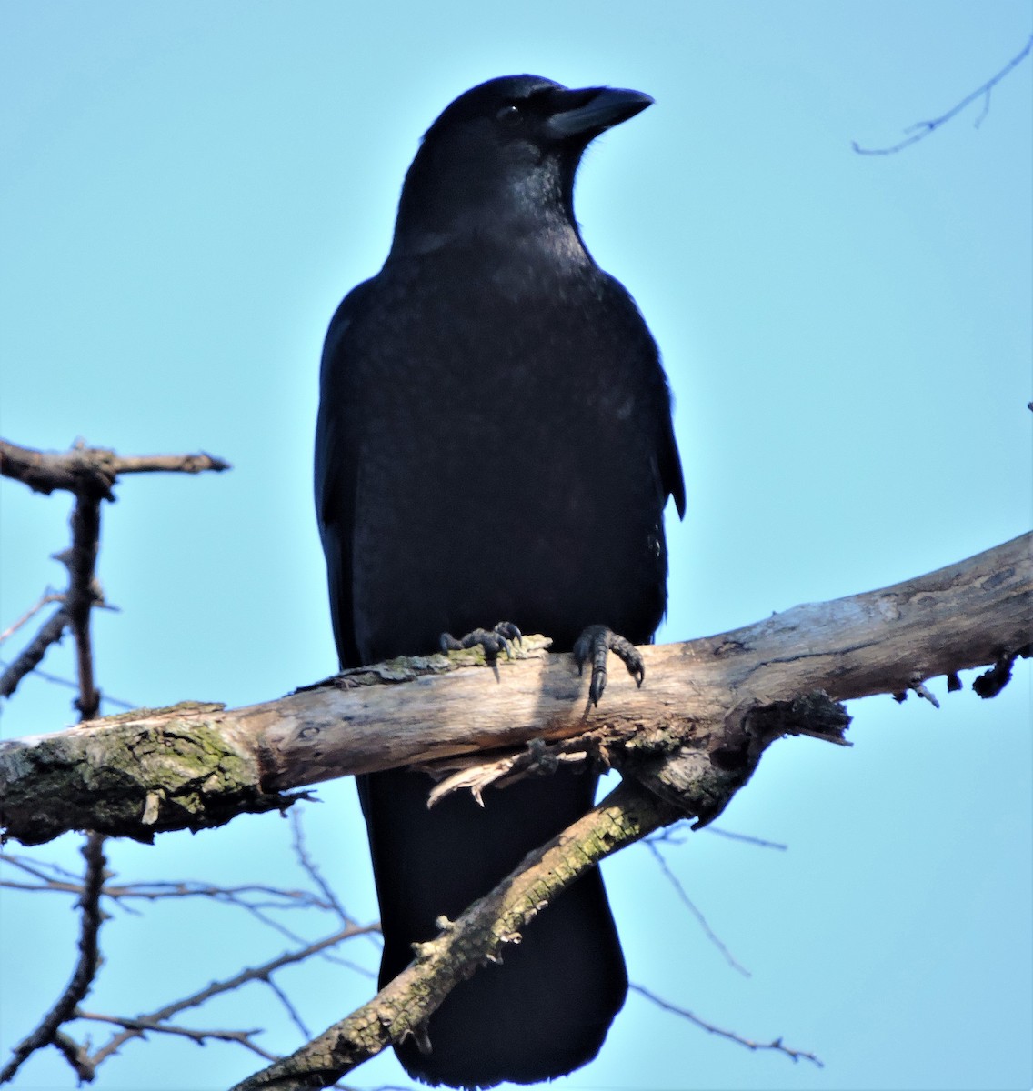 American Crow - ML615685124