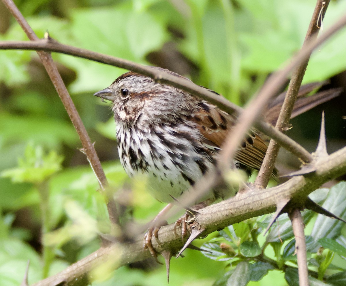 Song Sparrow - ML615685128