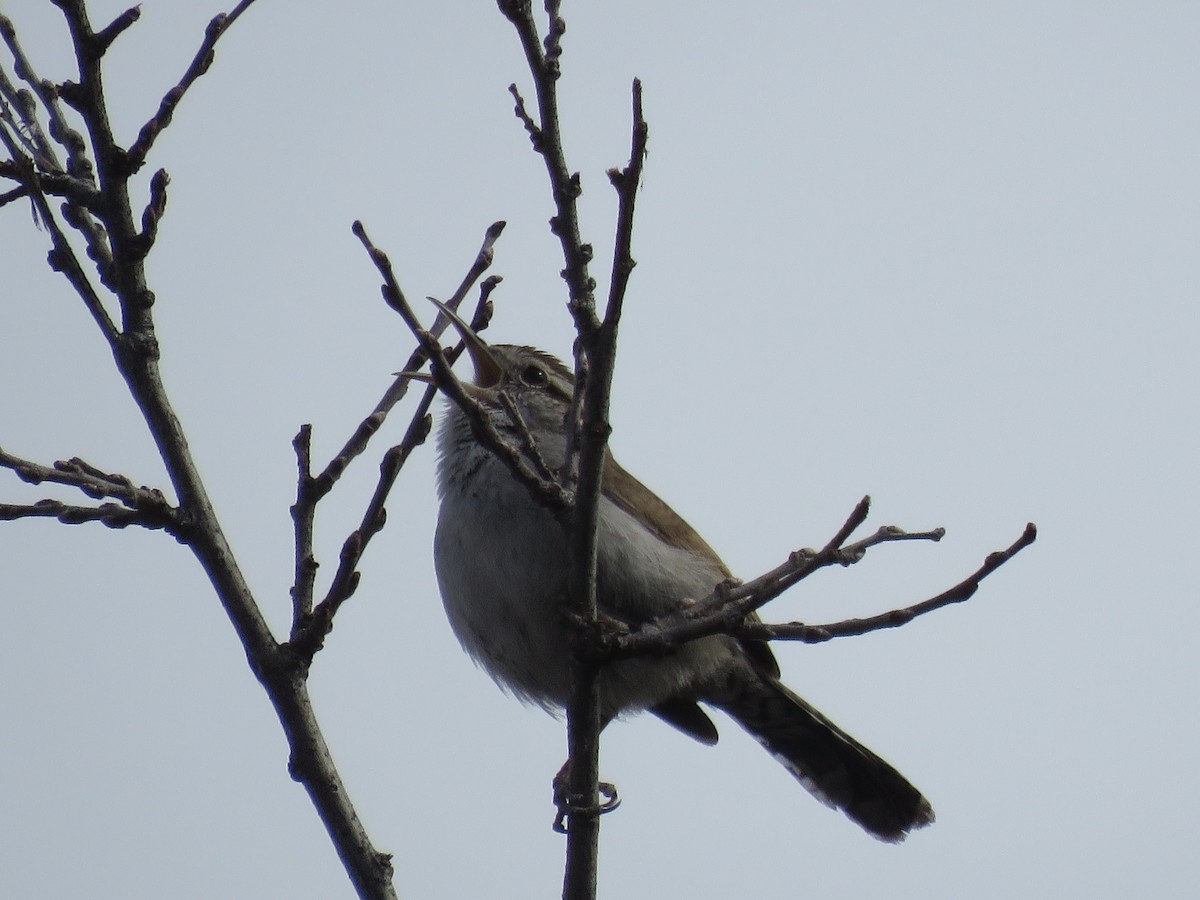 Bewick's Wren - ML615685132