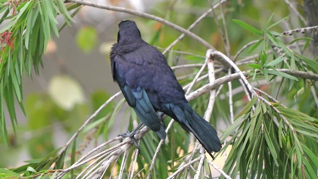 Carib Grackle - ML615685167