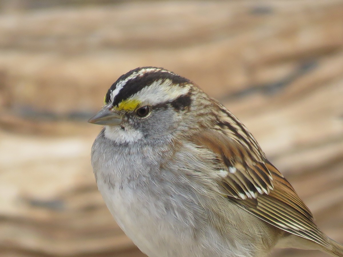 White-throated Sparrow - ML615685203