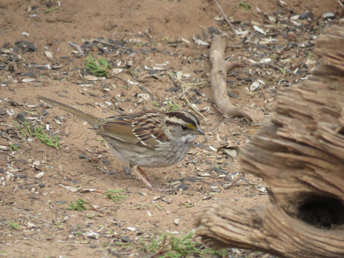 White-throated Sparrow - ML615685205