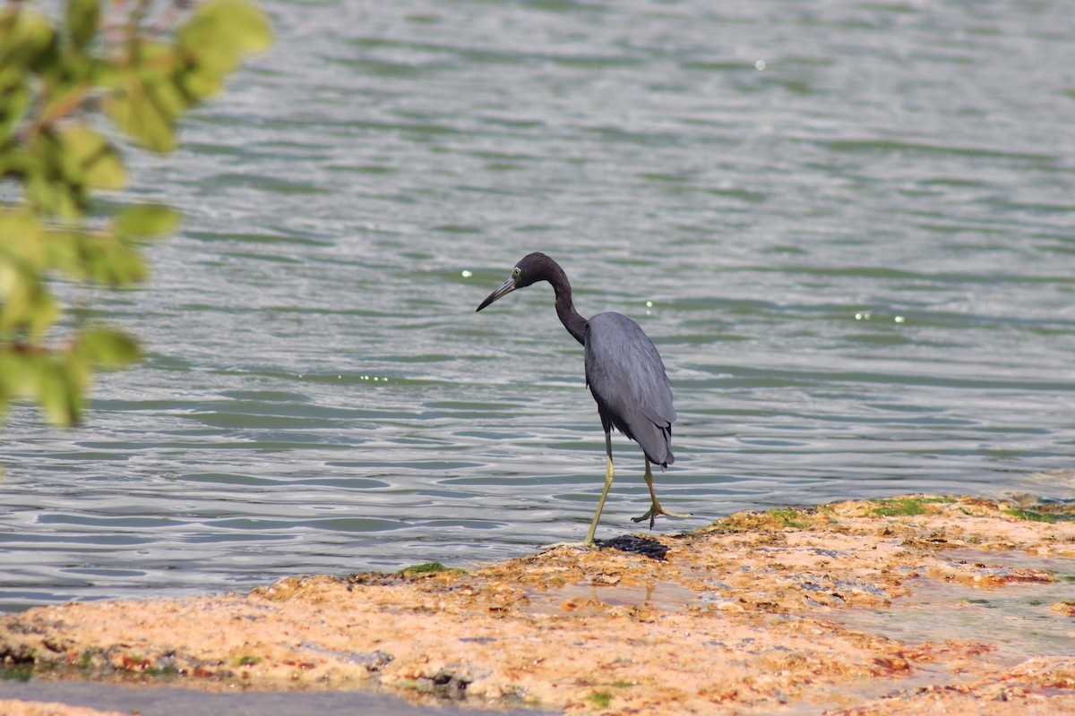 Little Blue Heron - ML615685264