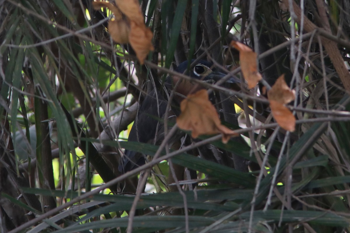 White-backed Night Heron - ML615685359