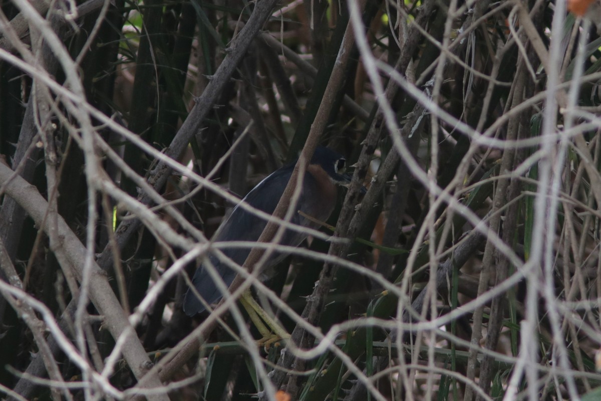 White-backed Night Heron - ML615685360