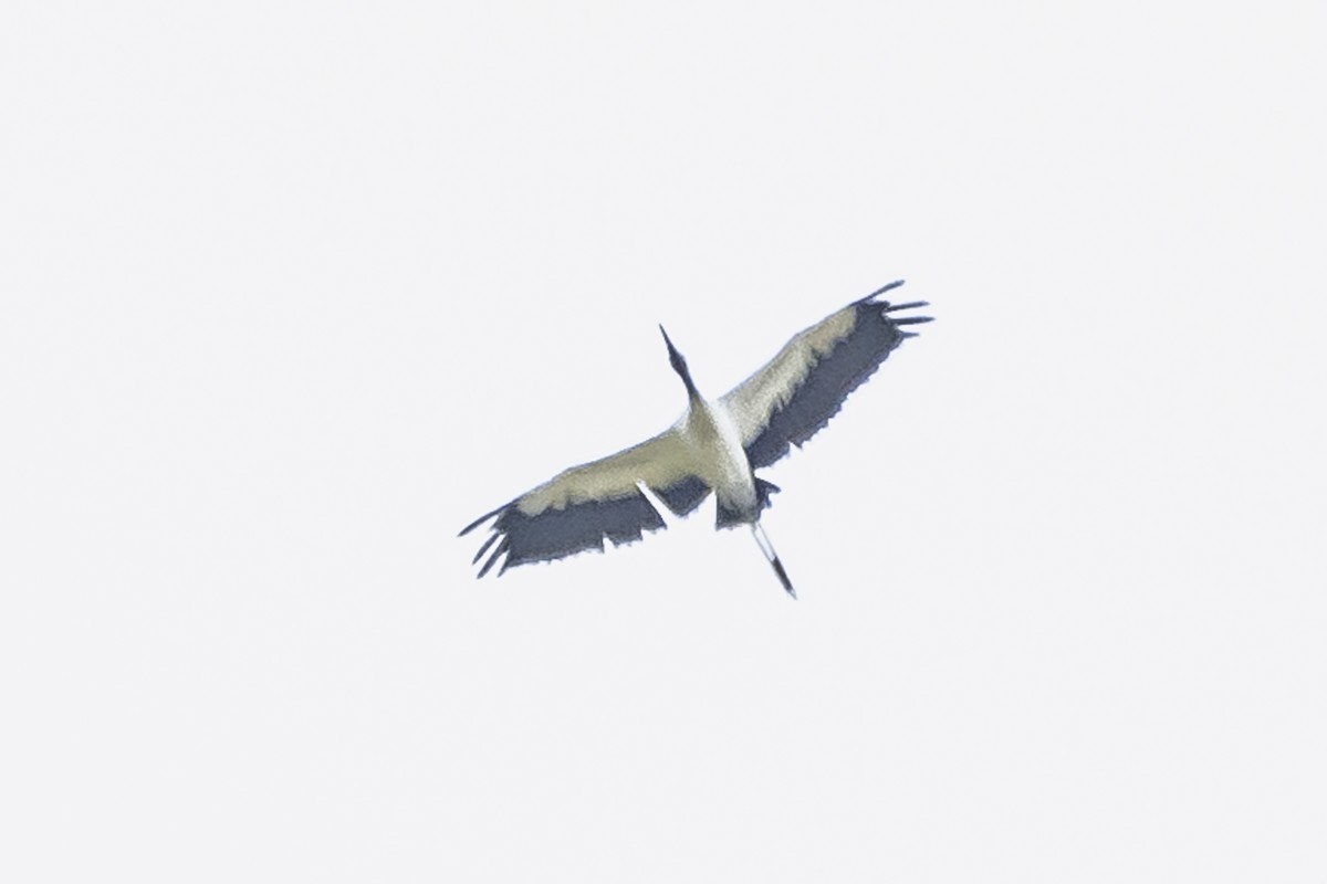 Wood Stork - ML615685400