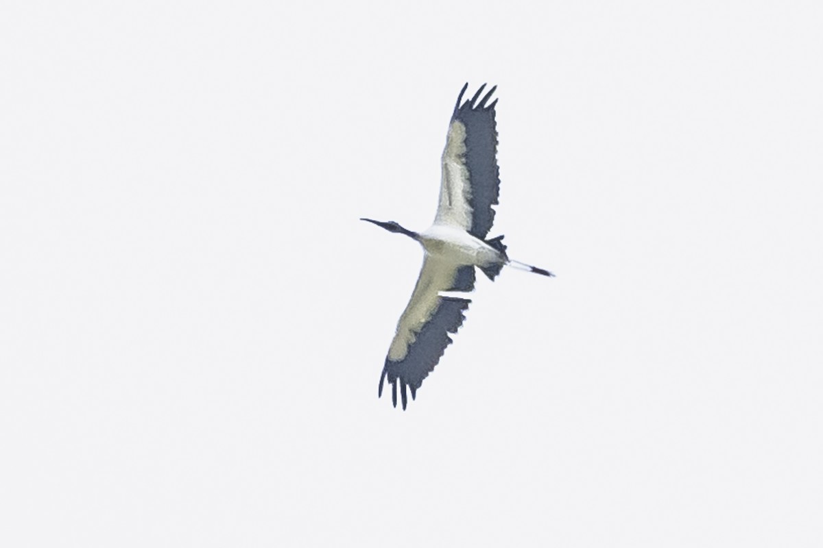 Wood Stork - ML615685402