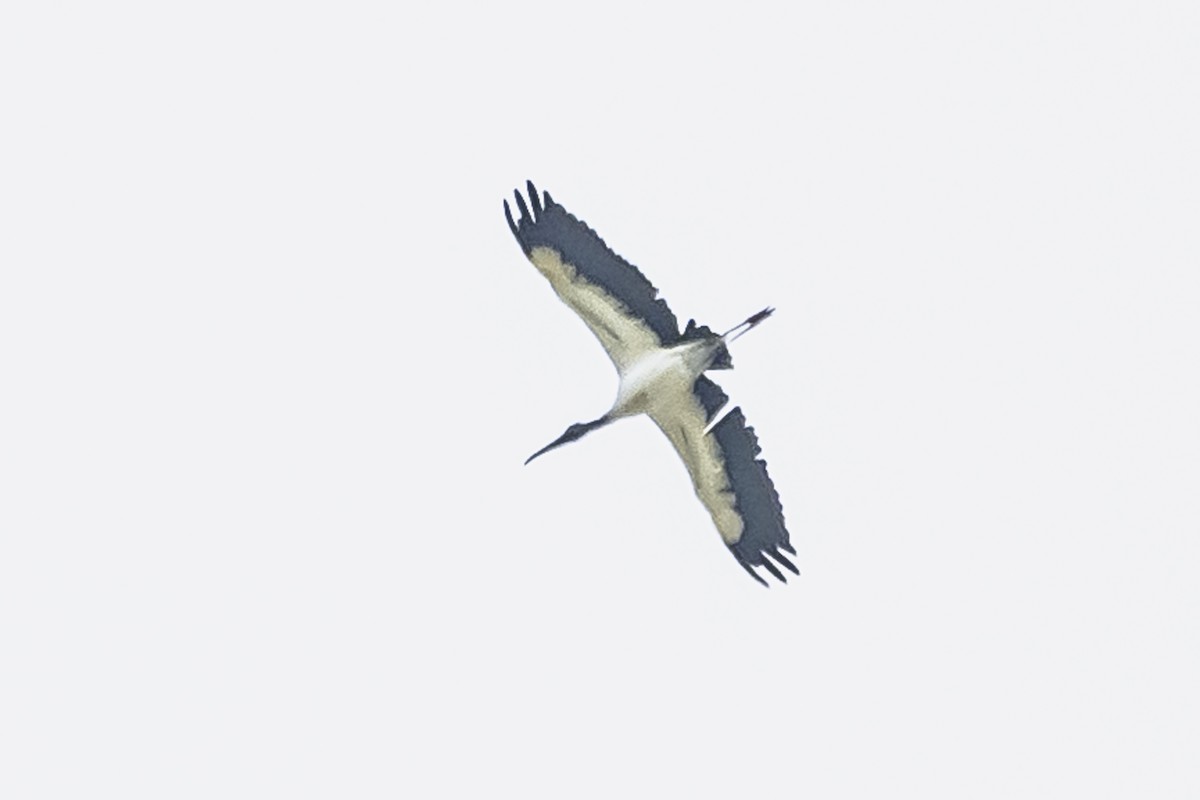 Wood Stork - ML615685403