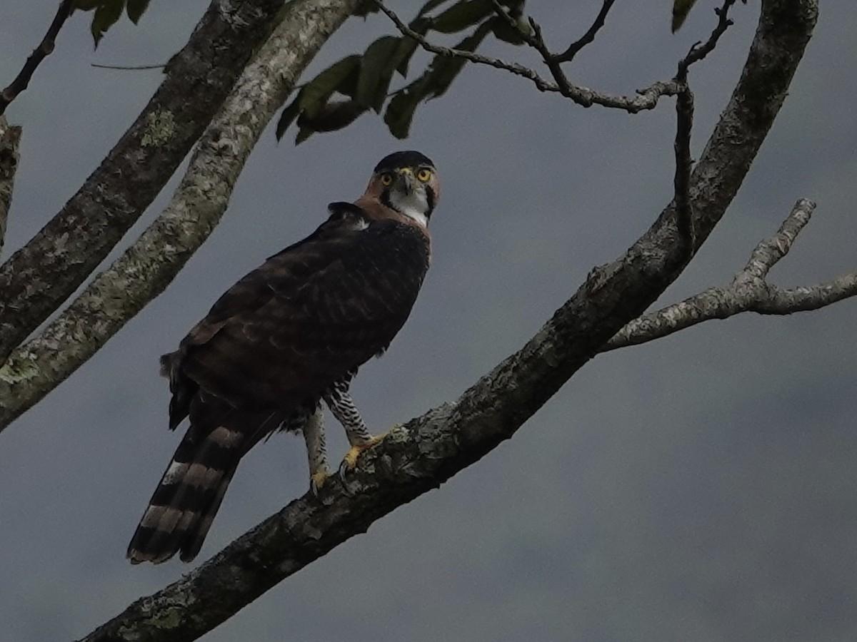 Ornate Hawk-Eagle - ML615685419