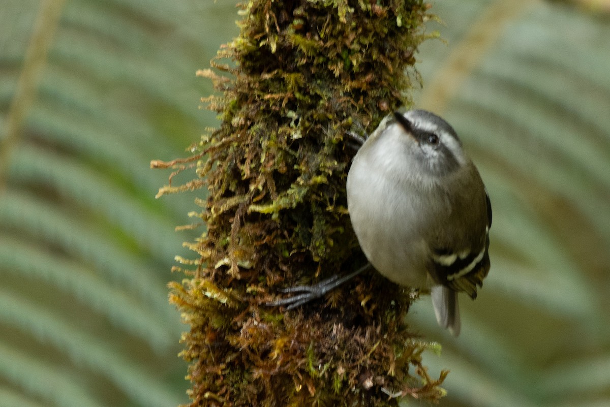 White-banded Tyrannulet - Eric Ripma