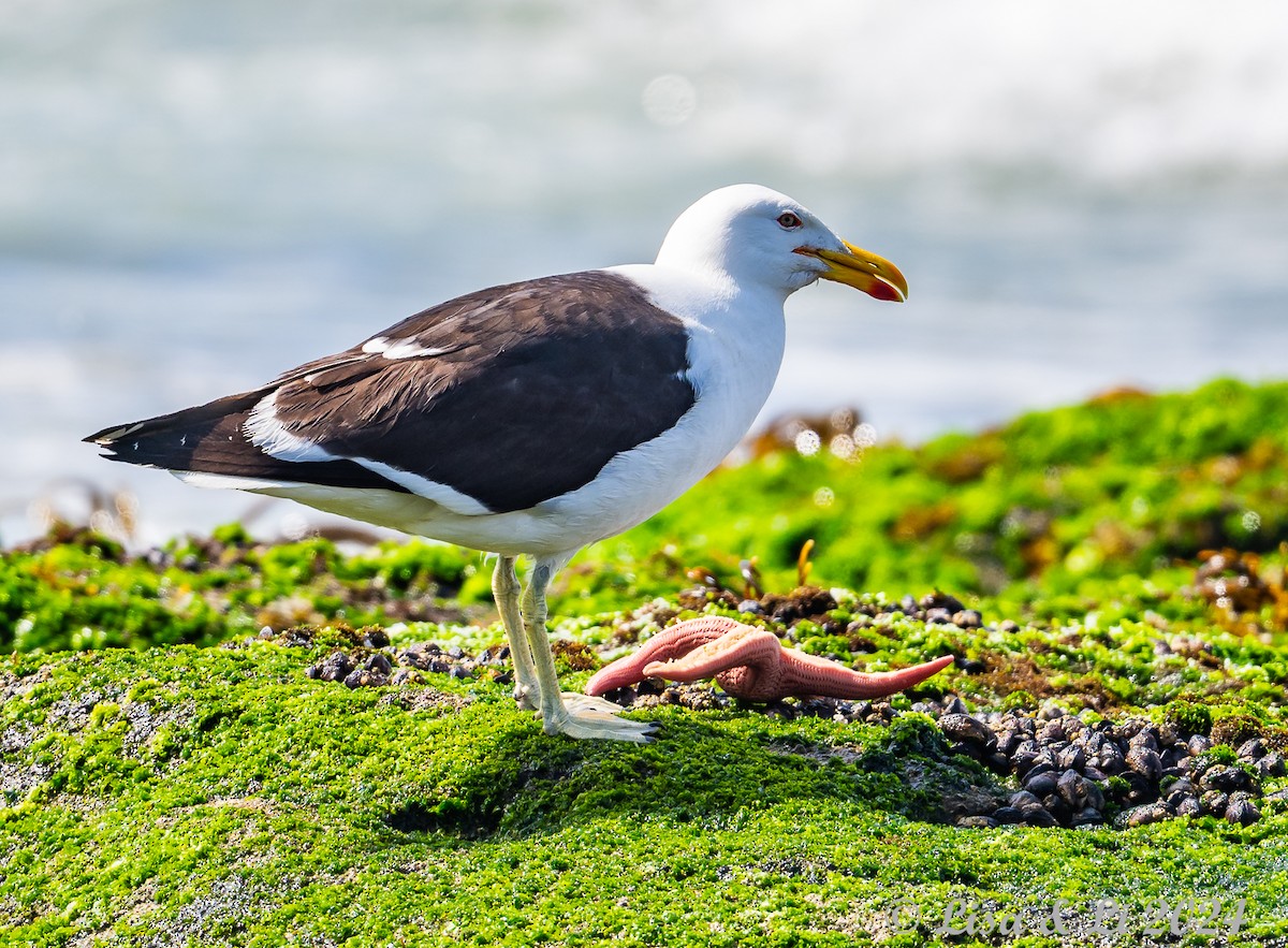 Gaviota Cocinera - ML615685529