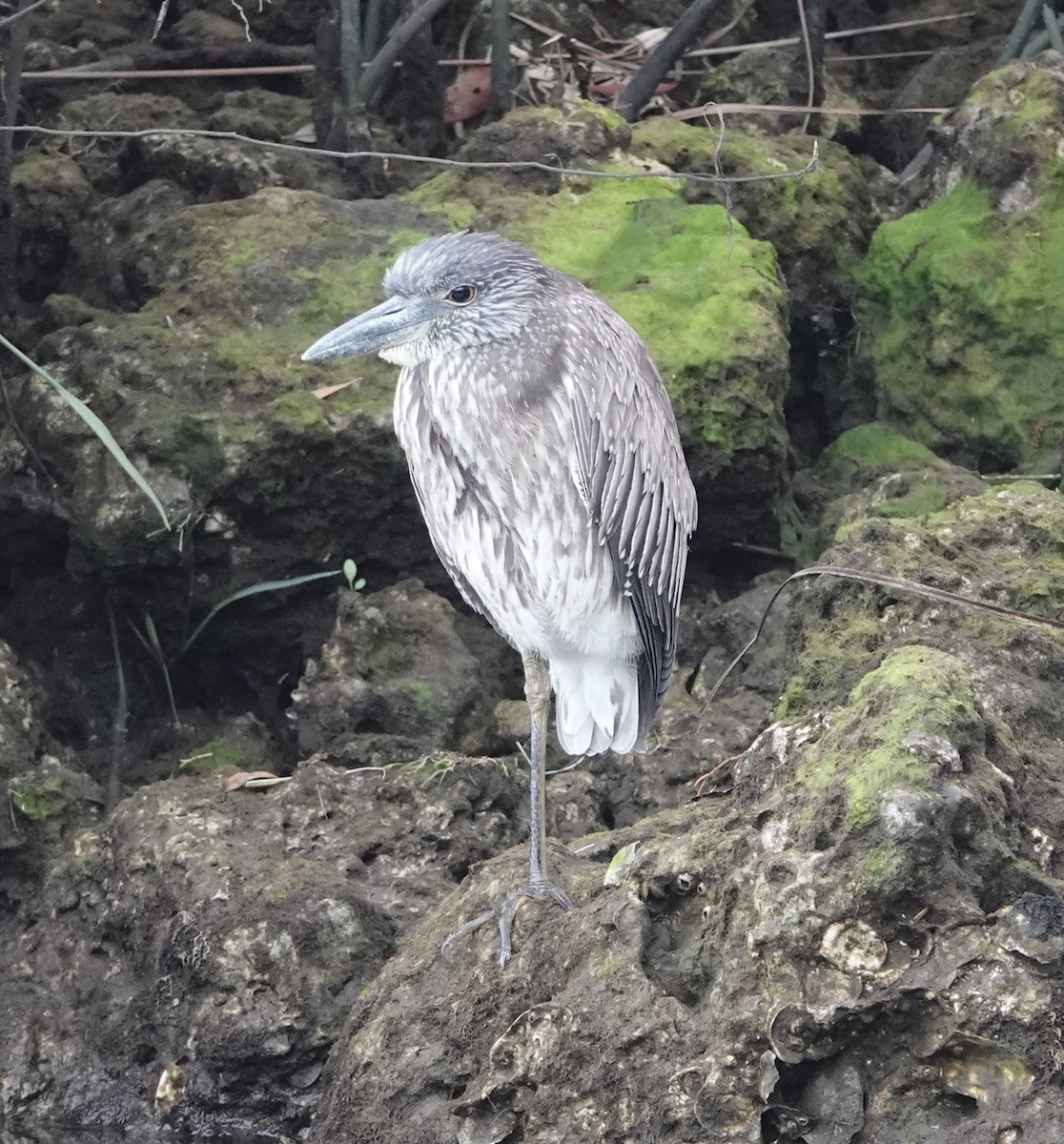 Yellow-crowned Night Heron - ML615685569