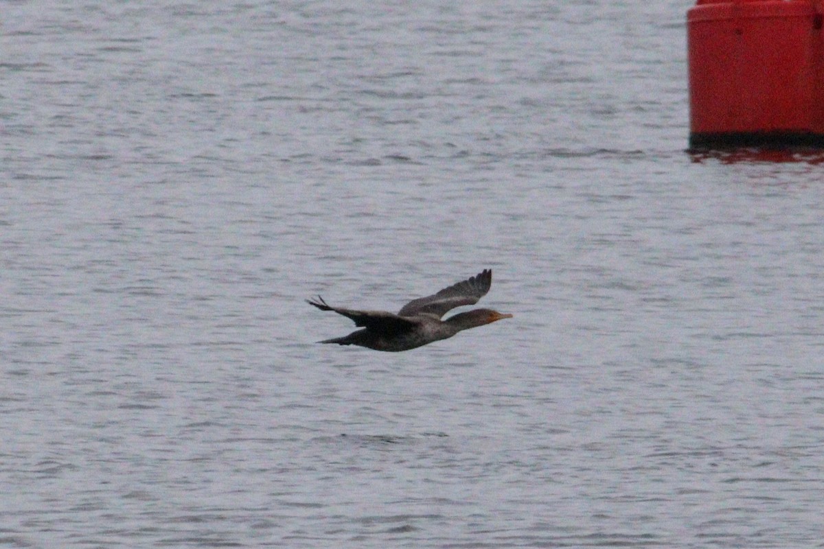 Double-crested Cormorant - ML615685607