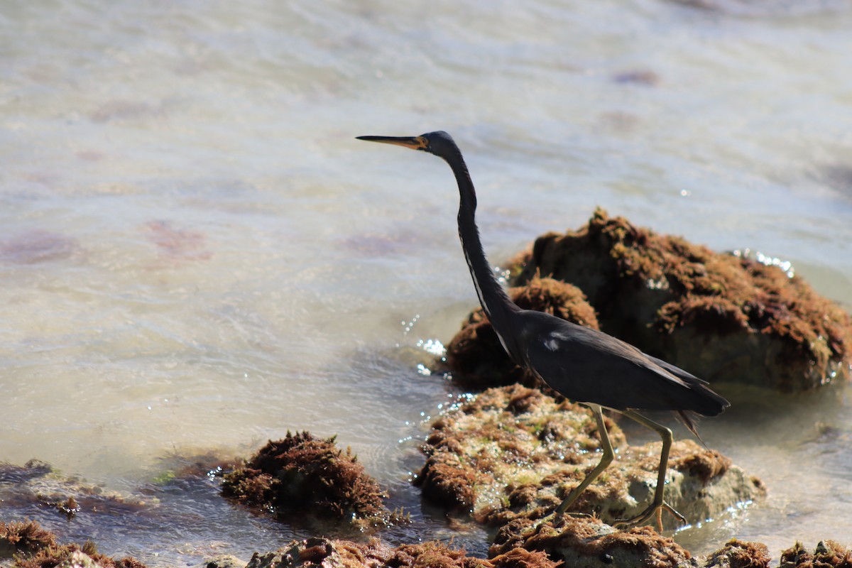 Little Blue Heron - ML615685612