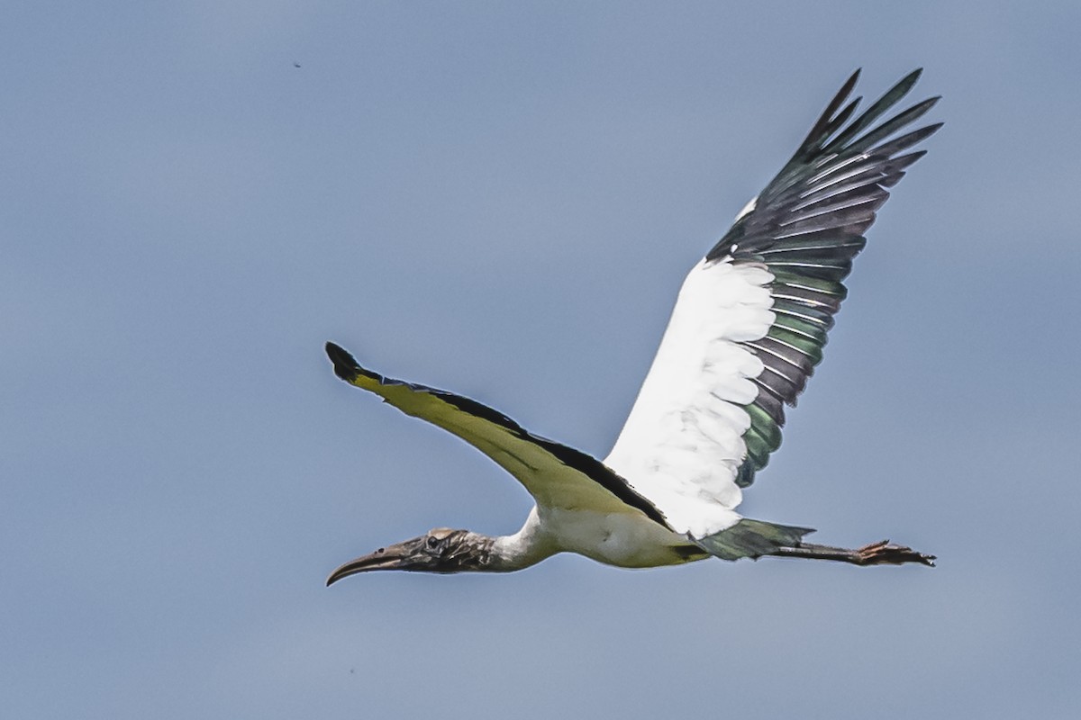 Wood Stork - ML615685642