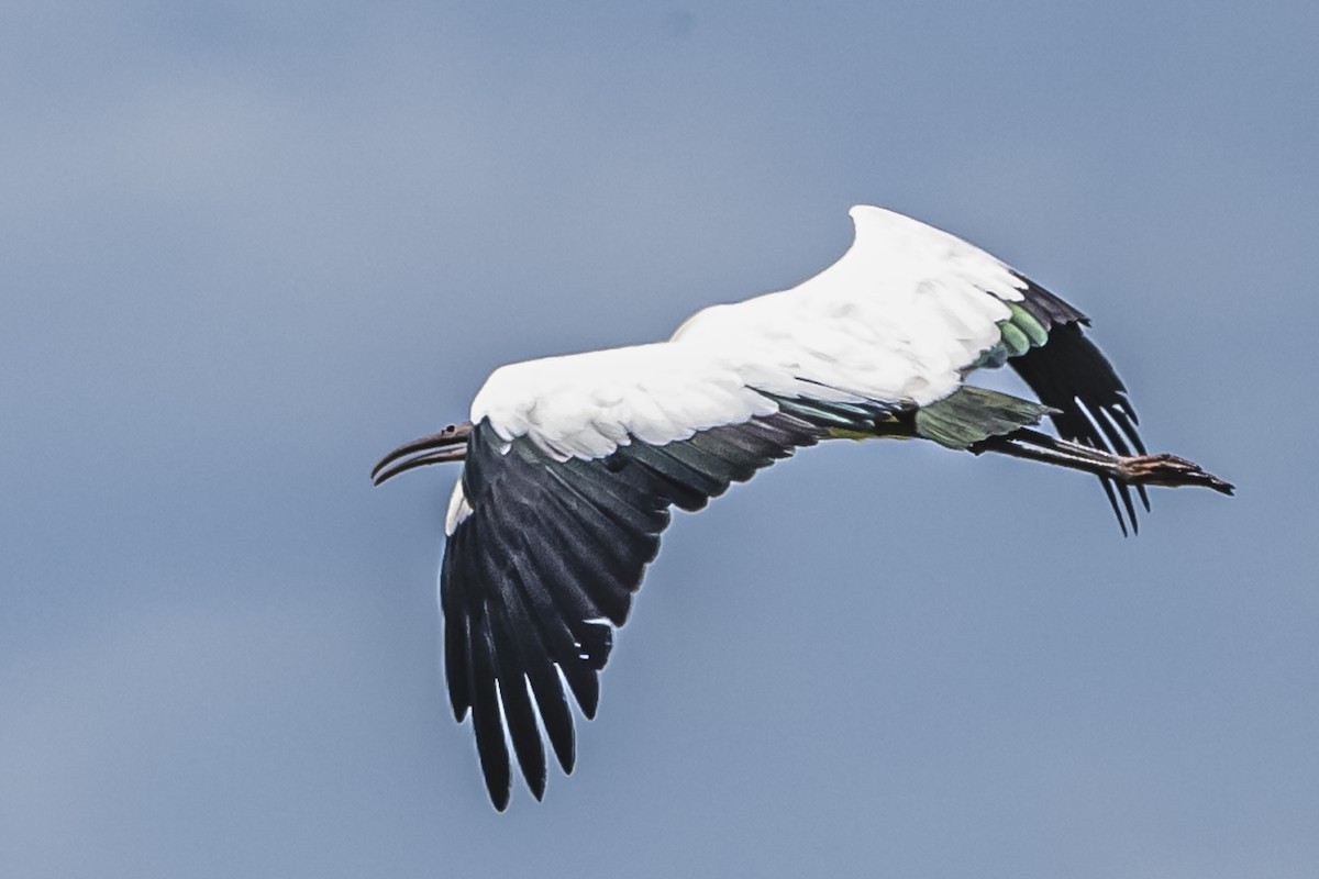 Wood Stork - ML615685643