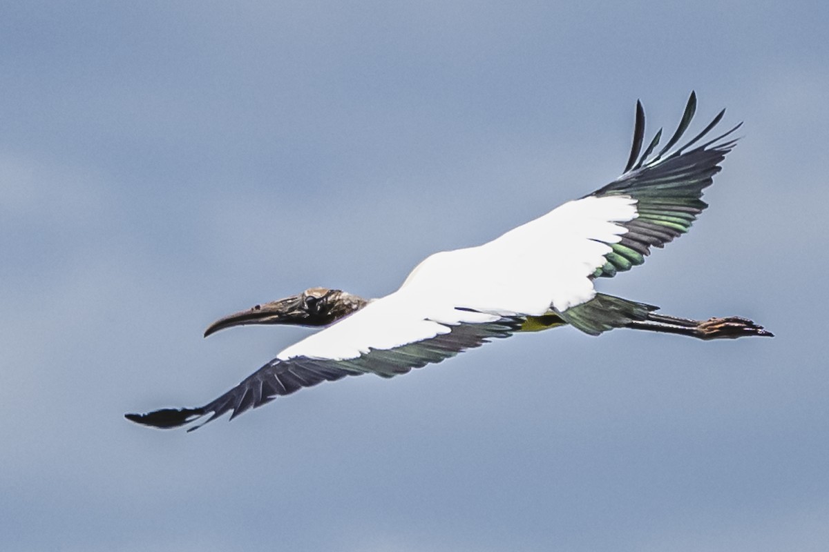 Wood Stork - ML615685644