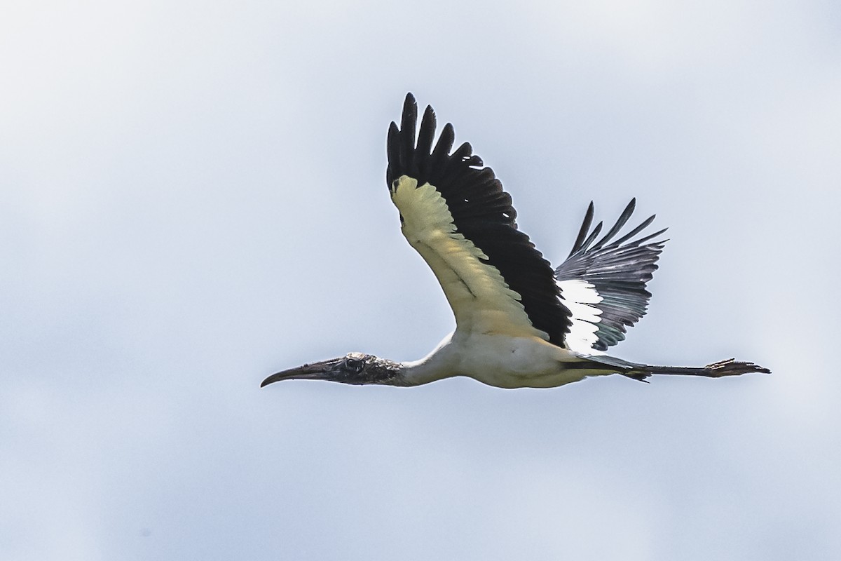 Wood Stork - Amed Hernández