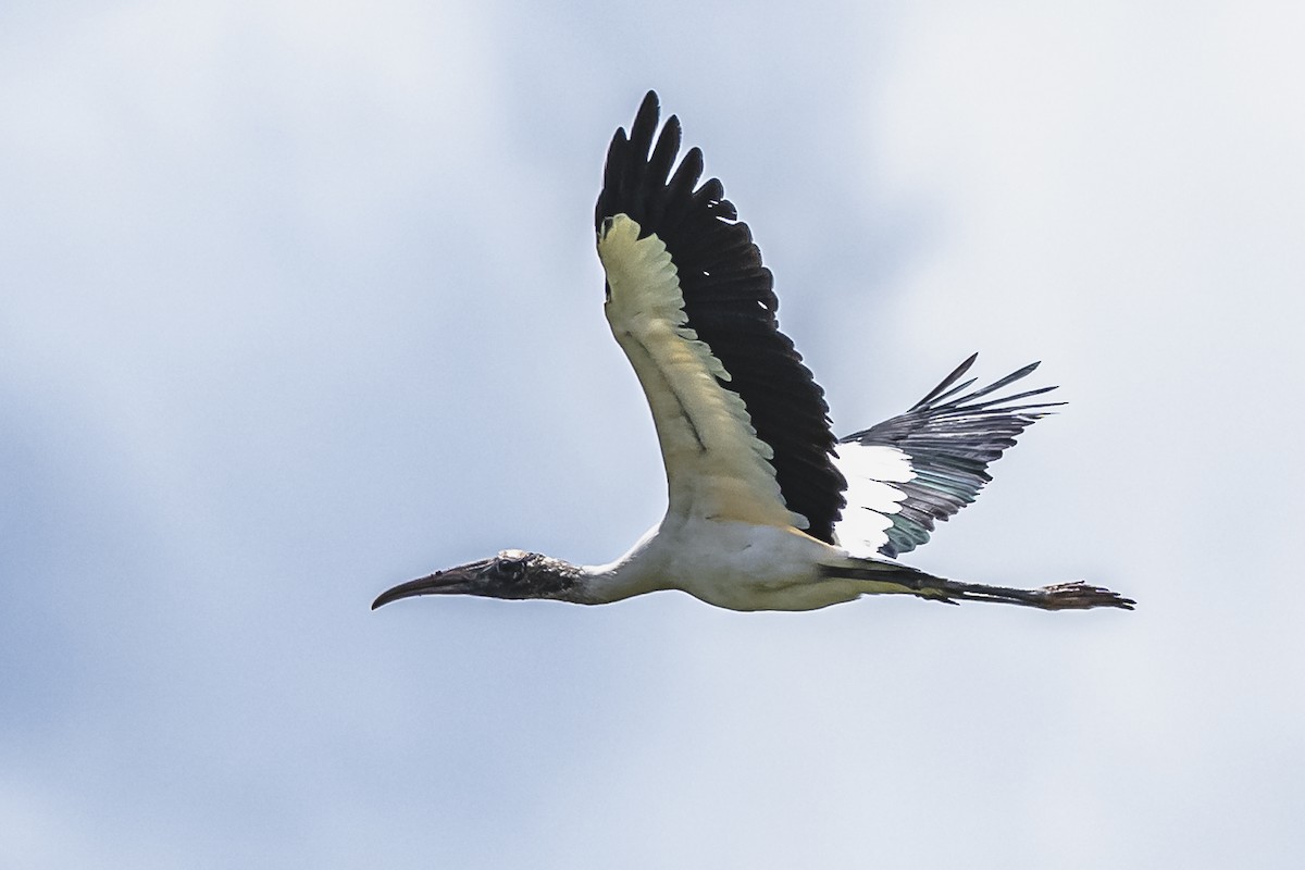 Wood Stork - ML615685646