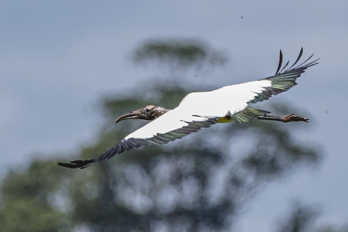 Wood Stork - ML615685647