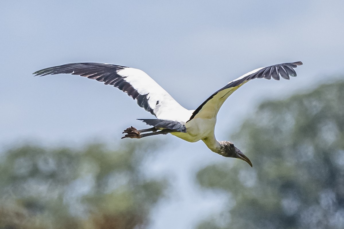 Wood Stork - ML615685649