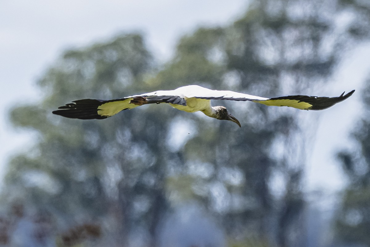 Wood Stork - ML615685650