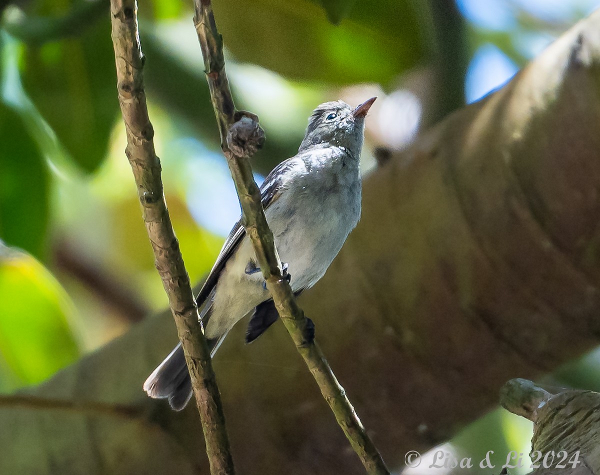 White-crested Elaenia (Chilean) - ML615685683