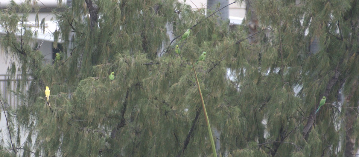 Rose-ringed Parakeet - ML615685690